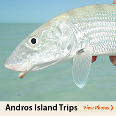 Photo Album of Andros Island Bonefish