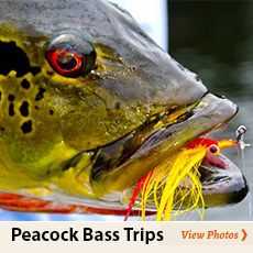 Peacock Bass Photo Album