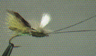 Headlight Caddis