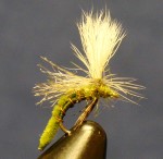 Spotlight Caddis