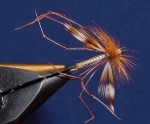 Cranefly Adult