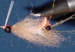 Enrico's Spawning Shrimp