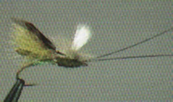 Headlight Caddis