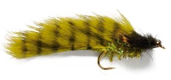 Trout Toad