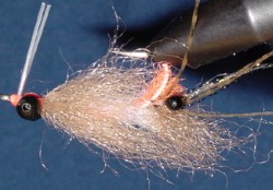 Enrico's Spawning Shrimp