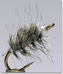 Griffith's Gnat