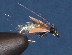 Caddis Pupa- Nori's