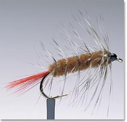 Wooly Worm