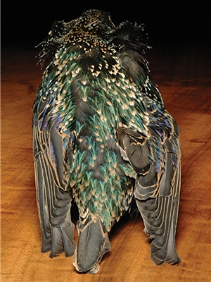 starling skins Feathers and Marabou