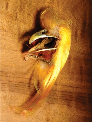 golden pheasant crest Feathers and Marabou