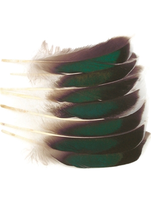 mallard mcginty quill feathers Wapsi Inc