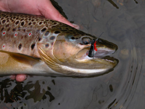 Monster Beetles.......Monster Browns