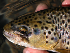 The fish on the elkhair