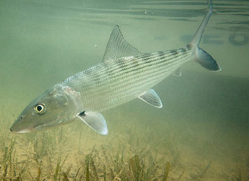 Bonefishing in Belize