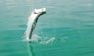 Tarpon Fishing in Belize