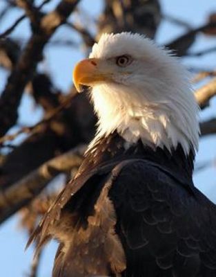 Wildlife viewing a big part of your Alaska Trip to the Naknek River Camp