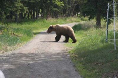 Bears a big attraction at the Naknek River Camp