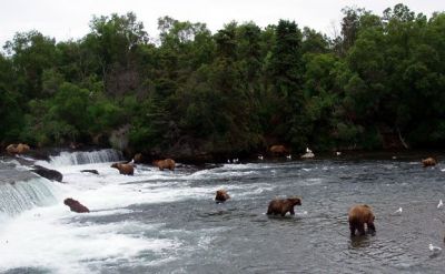 Mad River Outfitters week at the Naknek River Camp always includes a trip to Brooks Falls