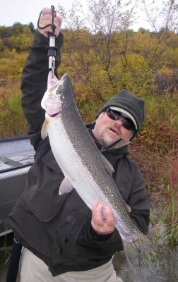 Trophy Rainbow on the Naknek River in Alaska