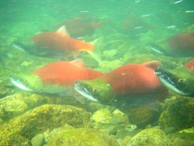 Sockeye Salmon the Naknek River Alaska