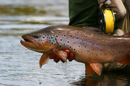 The brown trout capitol of the world