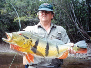 Monster Peacock Bass as well as a slough of other Amazon species!