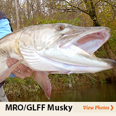 Mad River Outfitters Musky Photos