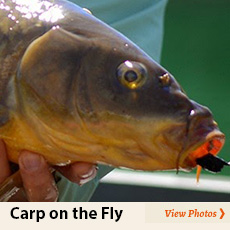 carp on the fly photos