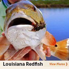 Louisiana Redfish Photos