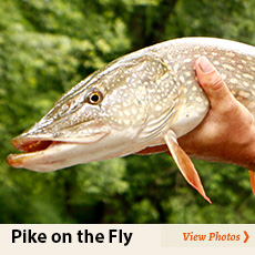Fly Fishing for Pike in Ohio