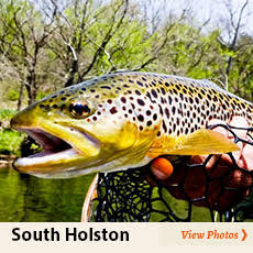 photos of fly fishing the south holston river