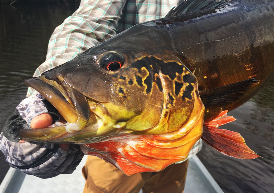 Mad River Outfitters: Fly Tying- The Peacock Punisher