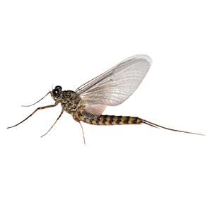 entomology accessories