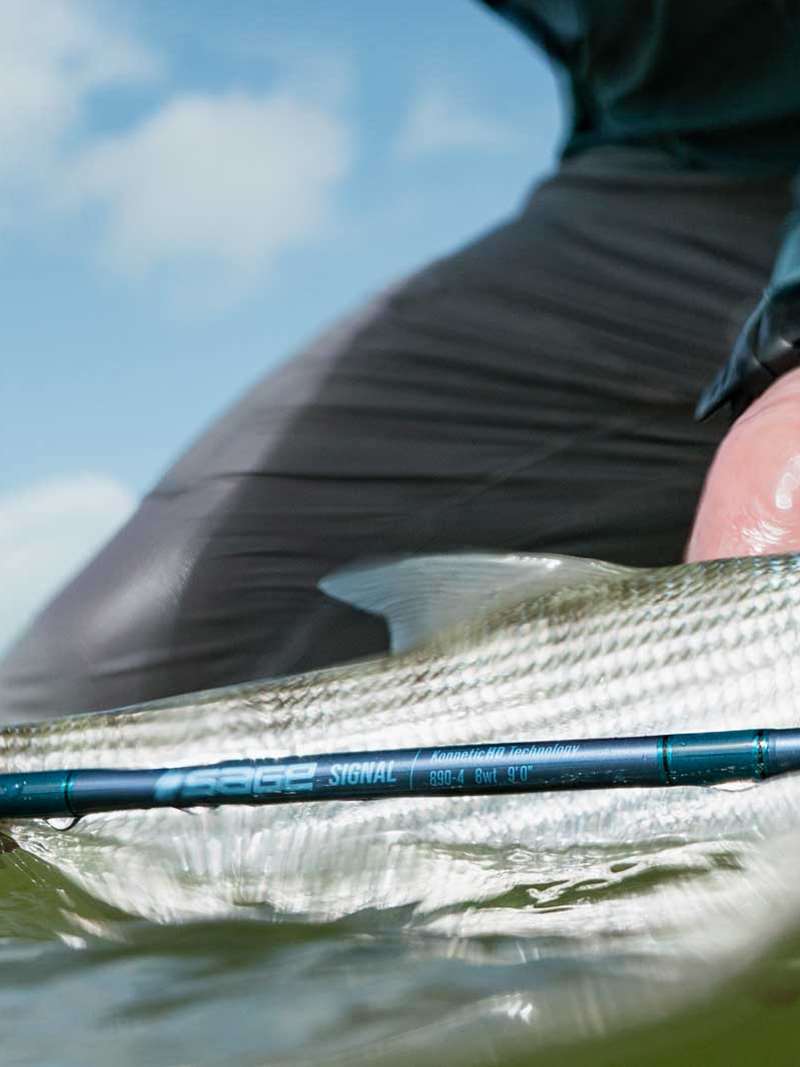 Sage Signal 890-4 Fly Rod | Mad River Outfitters