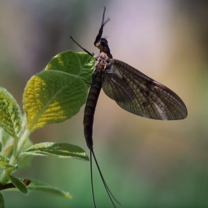 Fly Fishing Entomology 101 Class