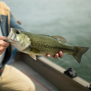 Lake Erie & Near-Shore Fly Fishing Guide Service