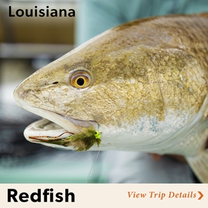 Woodland Plantation Louisiana Redfish Fly Fishing Trips with Mad River Outfitters