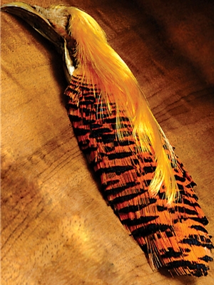 golden pheasant head Hareline Dubbin