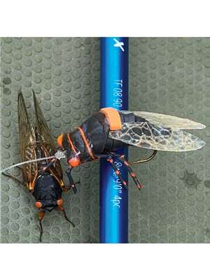 Chocklett's Cicada Flies