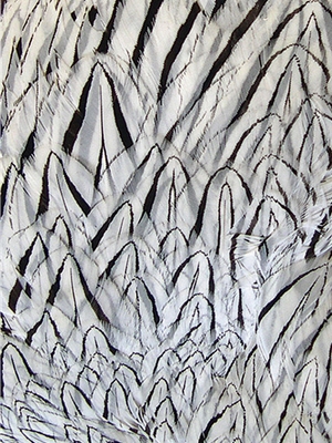Silver pheasant feathers Hareline Dubbin