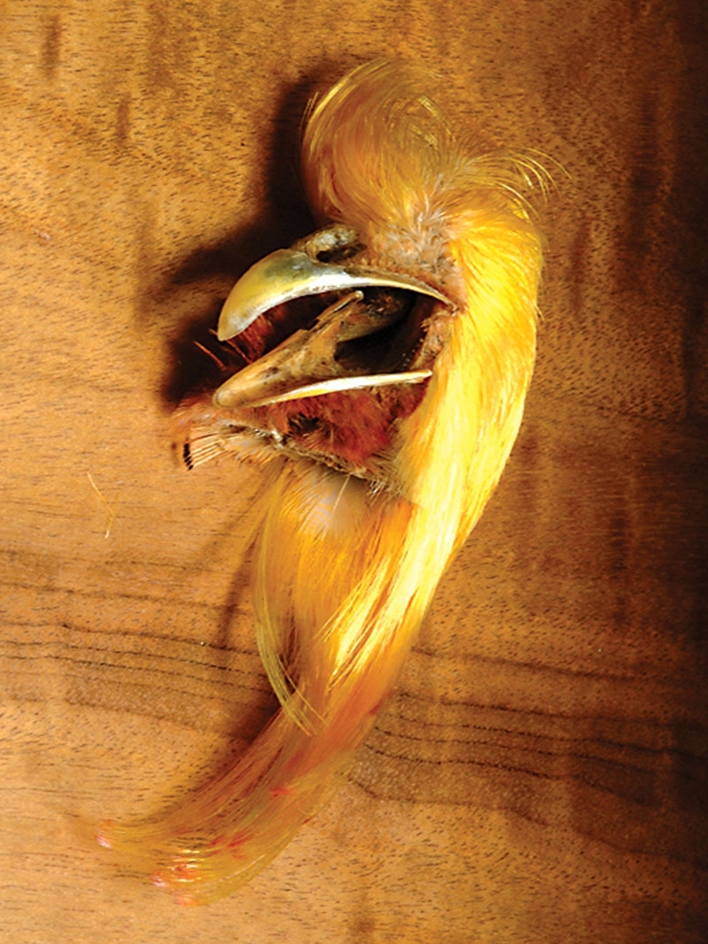GOLDEN PHEASANT CREST  "  NATURAL  "    Fly Tying