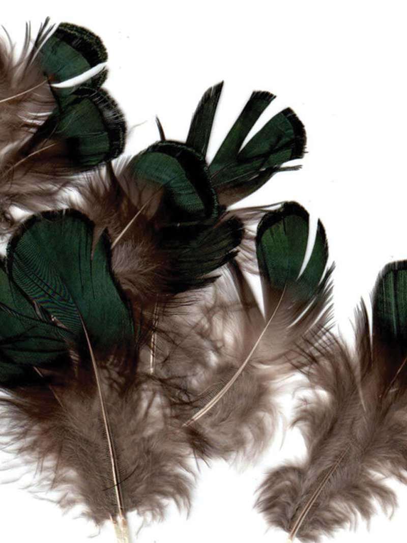 Green Iridescent Lady Amherst Plumage