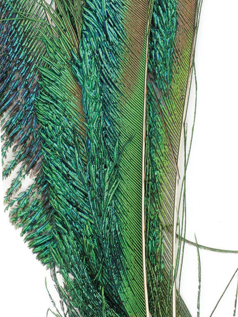 Fly Tying Feathers Peacock Sword-Tails