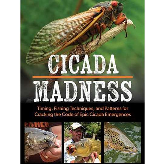 cicada-madness.jpg