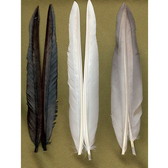 Soft Blue 3 packs x DUCK QUILLS QUILL FEATHERS FREE POSTAGE 